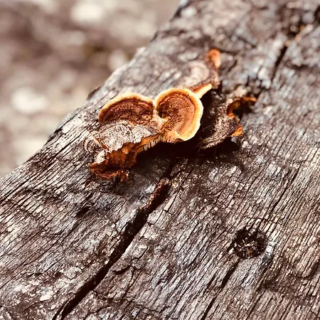 Maletas Del Pasiego Vakantiehuis *